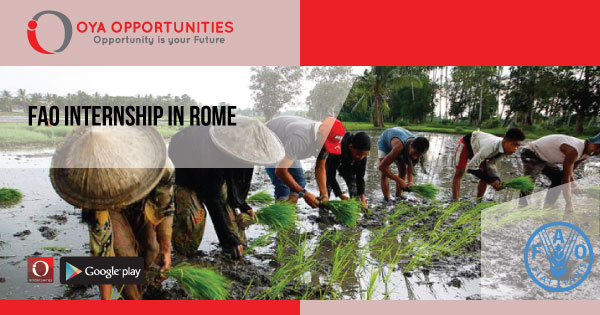 FAO International Internship In Rome