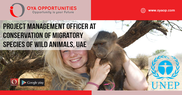 UN Jobs in UAE