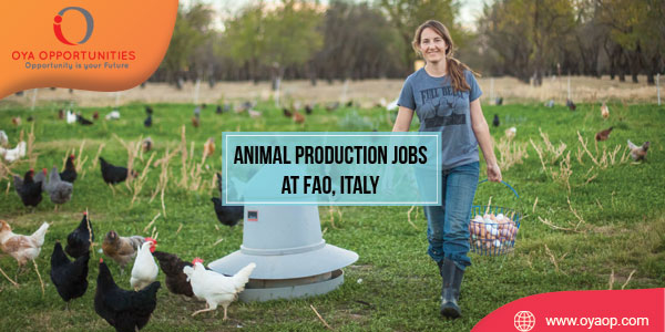 Animal Production Jobs at FAO, Italy