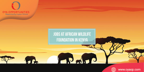 Jobs at African Wildlife Foundation in Kenya