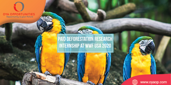 Paid Deforestation Research Internship at WWF USA 2020