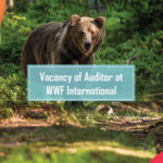 Vacancy of Auditor at WWF International